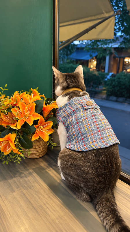 藍色花呢